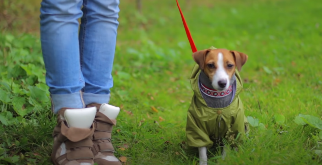 Warum sollte ein Hund regelmäßig Gassi gehen?