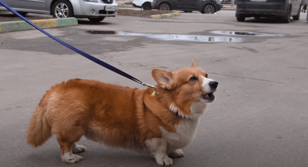 Wie oft muss ein Hund raus?