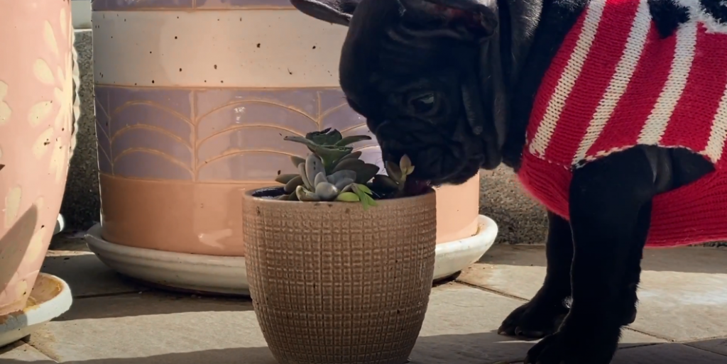 Warum frisst mein Hund Erde?