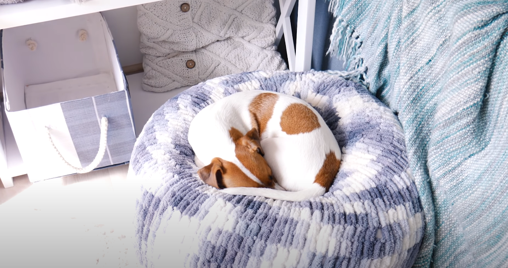 Was sieht ein Hund im Traum?