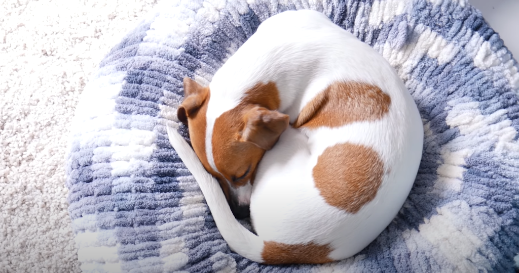 Wie lange schläft ein Hund