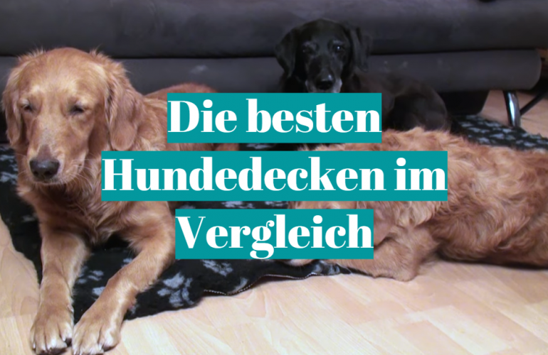 Hundedecke Test [currentmonth] [currentyear]: Die besten 5 Hundedecken im Vergleich