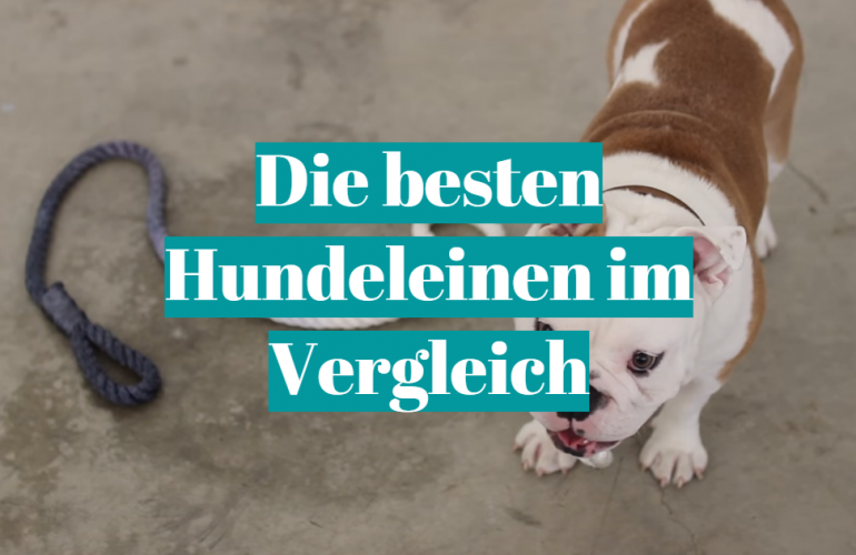 Hundeleine Test [currentmonth] [currentyear]: Die besten 5 Hundeleinen im Vergleich