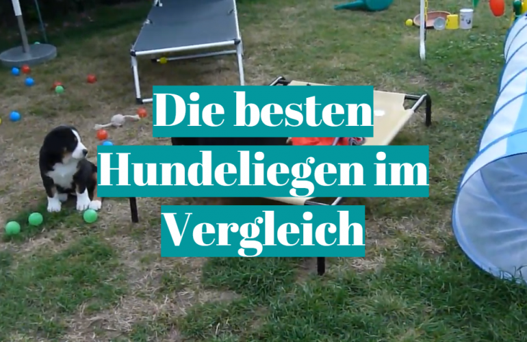 Hundeliege Test [currentmonth] [currentyear]: Die besten 5 Hundeliegen im Vergleich