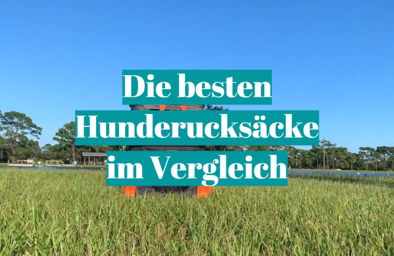 Hunderucksack Test [currentmonth] [currentyear]: Die besten 5 Hunderucksäcke im Vergleich