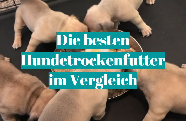 Hundetrockenfutter Test [currentmonth] [currentyear]: Die besten 5 Hundetrockenfutter im Vergleich