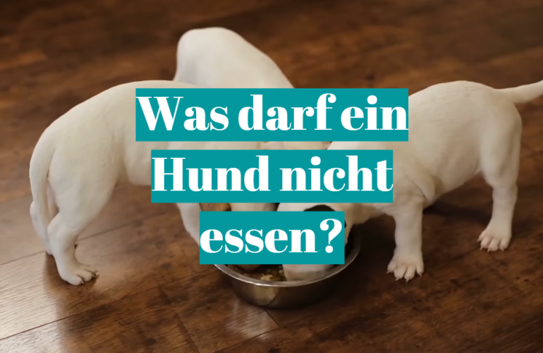 Was darf ein Hund nicht essen?