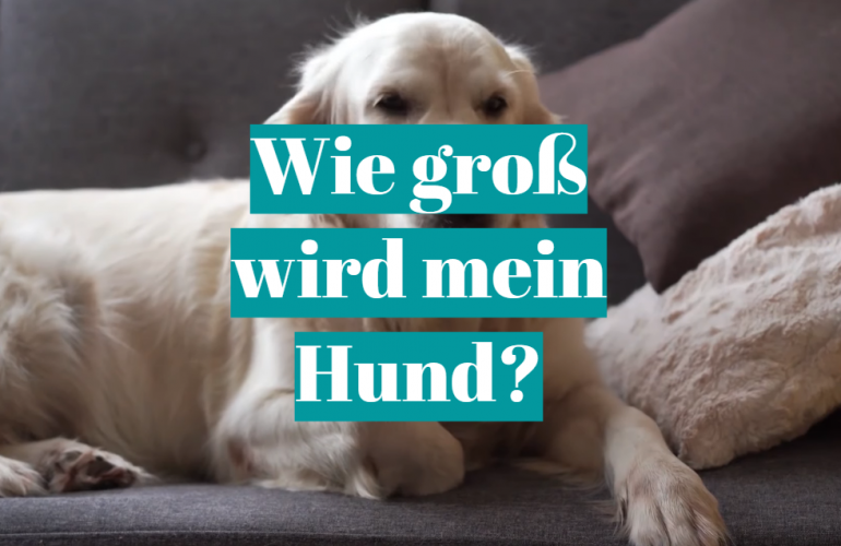 Wie groß wird mein Hund?