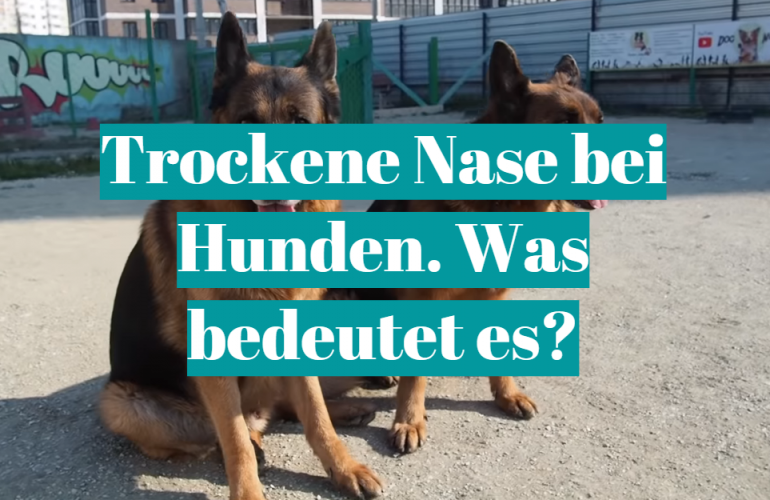 Trockene Nase bei Hunden. Was bedeutet es?